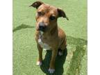 Adopt Dolly a Carolina Dog, Mixed Breed
