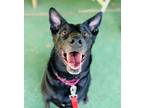Adopt Maggie a German Shepherd Dog