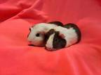 Adopt Phoenix and Storm a Guinea Pig
