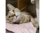 Adopt Sophie a Domestic Short Hair