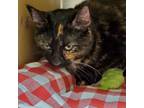 Adopt Mary Helen a Domestic Short Hair
