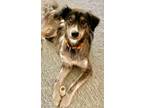 Adopt Rosie a Australian Shepherd, Mixed Breed