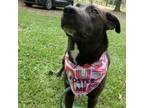 Adopt Fiona 050705N a Labrador Retriever