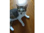 Adopt Ivy a Tabby, Domestic Short Hair