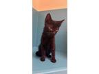 Adopt Lileah a Domestic Short Hair