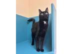 Adopt Dot a Domestic Short Hair