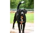 Adopt LARISSA a Border Collie, Beagle