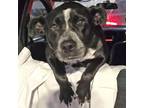 Adopt Zara a Australian Cattle Dog / Blue Heeler