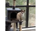 Adopt Petra 3 a Siamese