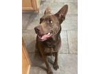 Adopt MARGO a Australian Kelpie, Shepherd