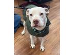 Adopt Opal a Labrador Retriever, Pit Bull Terrier