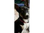 Adopt Tonnie a Australian Kelpie, Border Collie