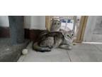 Adopt Amar a Egyptian Mau, Persian