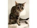 Adopt AC Covie AKA Dot (Bell field) a Tabby