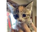 Adopt AC Blair ( Blair Kitten ) a Domestic Short Hair