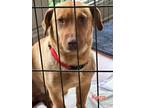 Adopt Kara a German Shorthaired Pointer, Dachshund