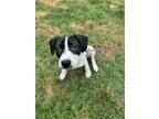 Adopt Hailey a Hound, German Shorthaired Pointer