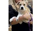 Adopt Peyton a Hound, German Shorthaired Pointer