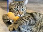 Adopt Martini a Domestic Short Hair, Tabby