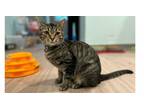 Adopt Moka a Domestic Short Hair, Tabby