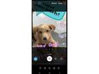 Adopt Scarlett a Golden Retriever, Labrador Retriever