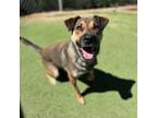Adopt Lilo - Energetic, and LOVES to be the center of attention!
