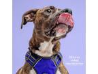 Adopt Mimosa a Boxer