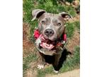 Adopt Skye a American Staffordshire Terrier, Pit Bull Terrier