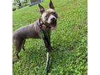 Adopt Keystone a American Staffordshire Terrier