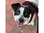 Adopt Trixie a Pointer, Basset Hound