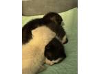 Adopt Fern a American Shorthair