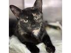 Adopt Astrid CFS# 240047352 a Domestic Short Hair