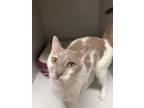 Adopt Sienna a Domestic Short Hair, Oriental Short Hair