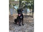 Adopt Yahtzee a Mixed Breed, Labrador Retriever