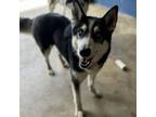 Adopt Chaydah a Husky