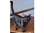 Adopt Midnight a American Shorthair