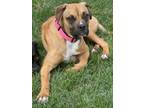 Adopt Paris (West Portsmouth Boxers) a Boxer