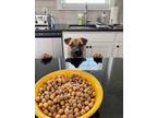 Adopt Cali fka Sasha (Granville Gals) a Boxer, Pit Bull Terrier