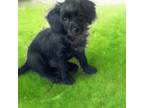 Adopt Mira Jade a Yorkshire Terrier, Poodle
