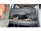 Adopt Luka a German Shepherd Dog