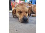 Adopt Zelle a Rhodesian Ridgeback