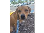Adopt Sister Diane a Italian Greyhound, Dachshund