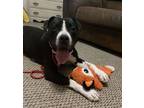 Adopt Poppy a Pit Bull Terrier