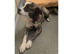 Adopt Ruffles a Australian Cattle Dog / Blue Heeler, Boxer