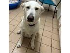 Adopt Suzie Q a White German Shepherd, Labrador Retriever