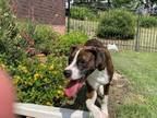 Adopt Bailey a Boxer