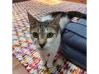 Adopt Violet a Domestic Short Hair