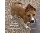 Adopt Diane a Basenji, Mixed Breed