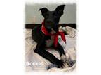 Adopt Rocket a Black Labrador Retriever, Border Collie