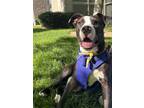 Adopt Charlie a American Staffordshire Terrier